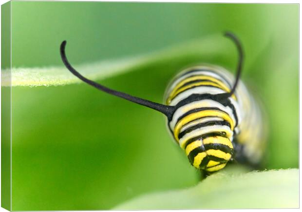 Monarch Caterpillar on milkweed Canvas Print by Jim Hughes