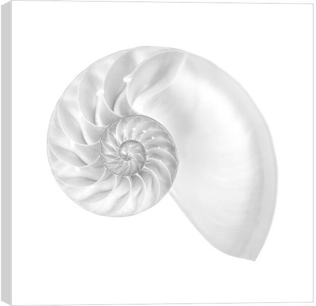 Nautilus shell Canvas Print by Jim Hughes