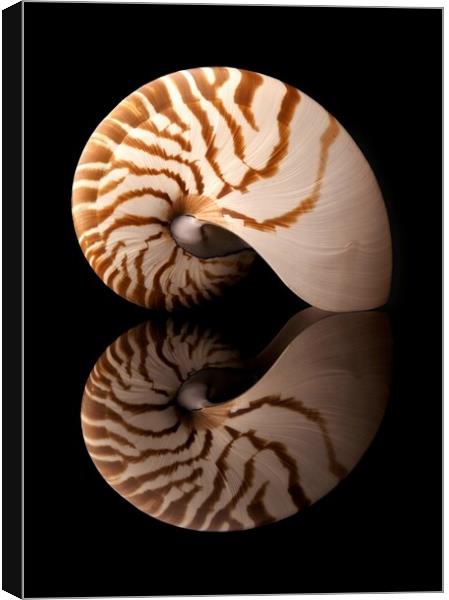 Tiger Nautilus shell and reflection Canvas Print by Jim Hughes