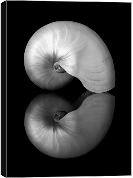 Polished Nautilus shell and reflection Canvas Print by Jim Hughes