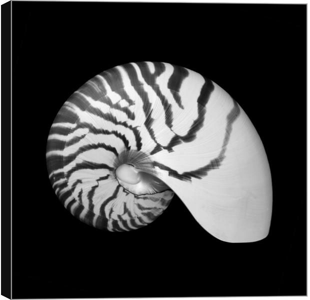 Tiger Nautilus shell Canvas Print by Jim Hughes
