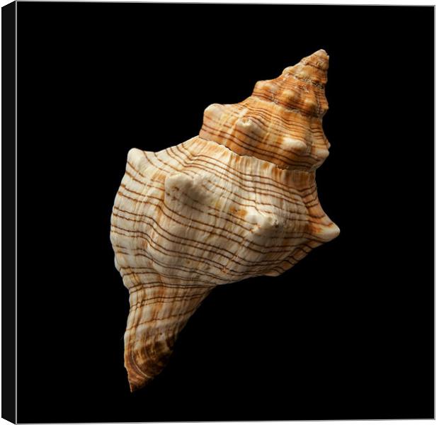 Trapezium Horse Conch shell Canvas Print by Jim Hughes