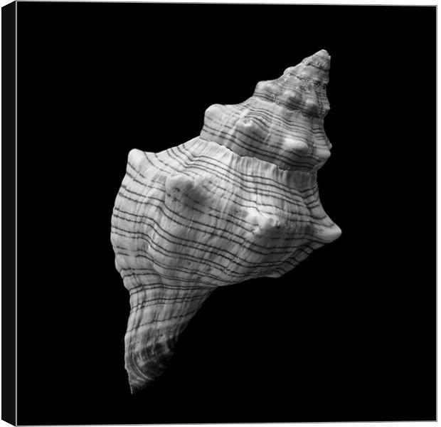 Trapezium Horse Conch sea shell Canvas Print by Jim Hughes