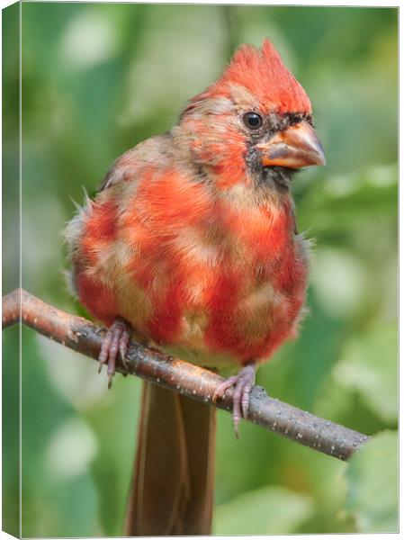 Young Male Cardinal Canvas Print by Jim Hughes