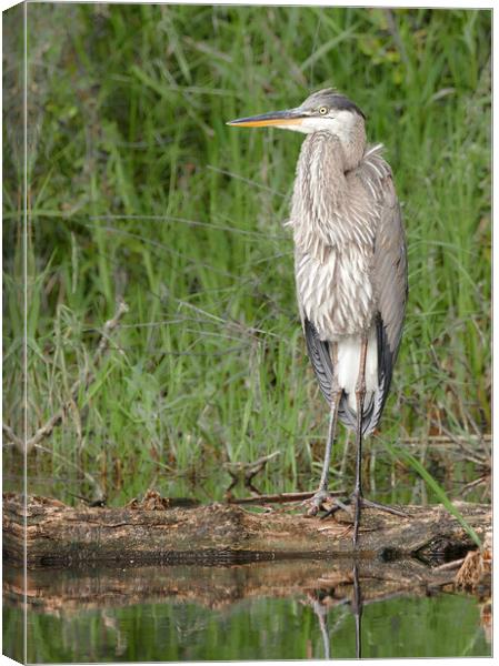 Great Bllue Heron in the marsh Canvas Print by Jim Hughes