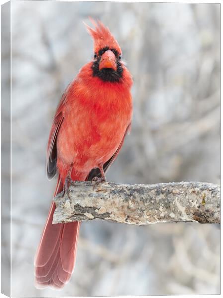 Winter Cardinal Canvas Print by Jim Hughes