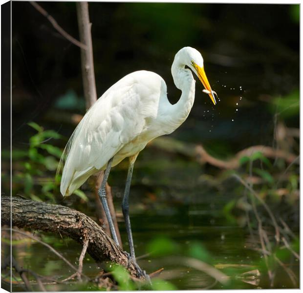 Great White Egret With Fresh Catch Canvas Print by Jim Hughes