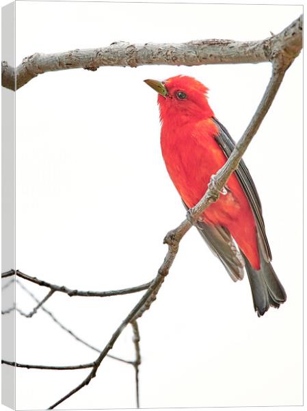 Scarlet Tanager Gives Me The Eye Canvas Print by Jim Hughes