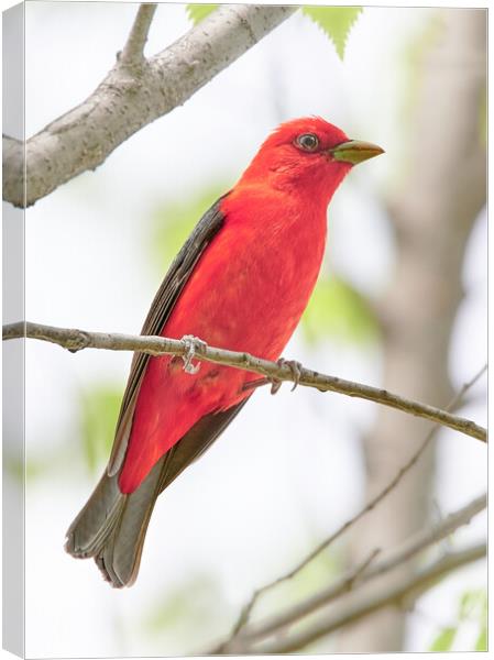 Scarlet Tanager Canvas Print by Jim Hughes