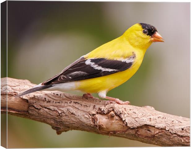 Male American Goldfinch in full plumage Canvas Print by Jim Hughes