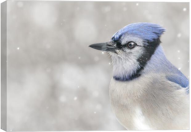 Jay In The Snow Canvas Print by Jim Hughes