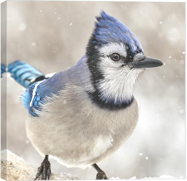 Blue Jay In A Snow Storm Canvas Print by Jim Hughes