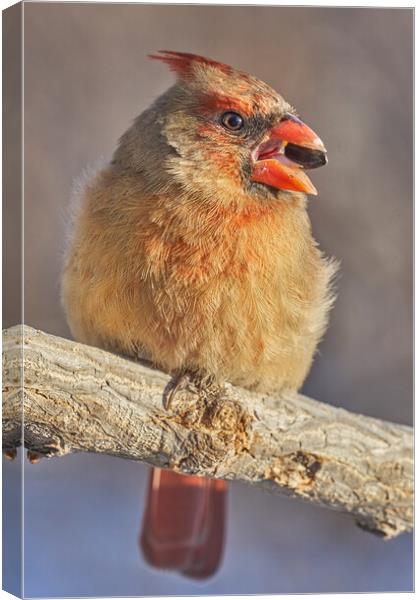 Female Cardinal with sunflower seed Canvas Print by Jim Hughes