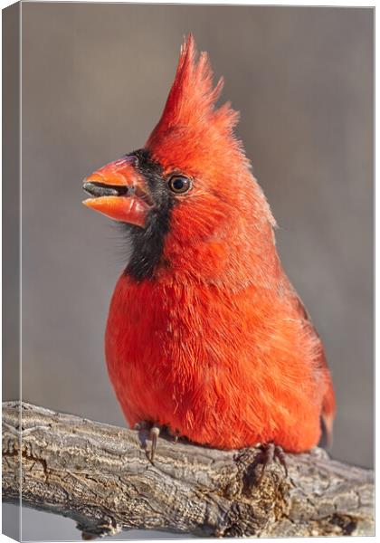 Male Cardinal with sunflower seed Canvas Print by Jim Hughes