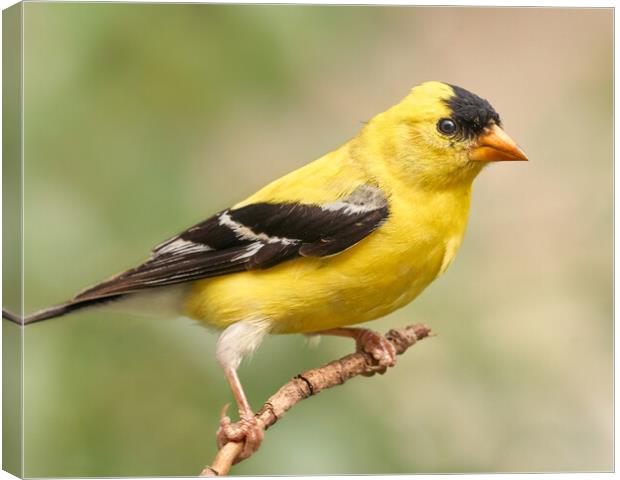 Male American Goldfinch Canvas Print by Jim Hughes