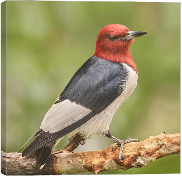 Red-Headed Woodpecker Looks At A Photographer Canvas Print by Jim Hughes