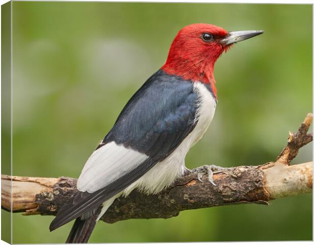 Red-Headed Woodpecker Canvas Print by Jim Hughes