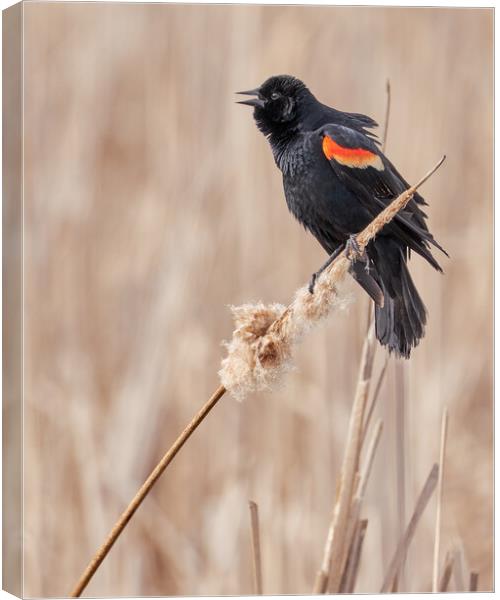 Red-winged blackbird in a Minnesota marsh Canvas Print by Jim Hughes