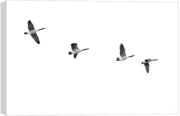 Geese In Flight Canvas Print by Jim Hughes