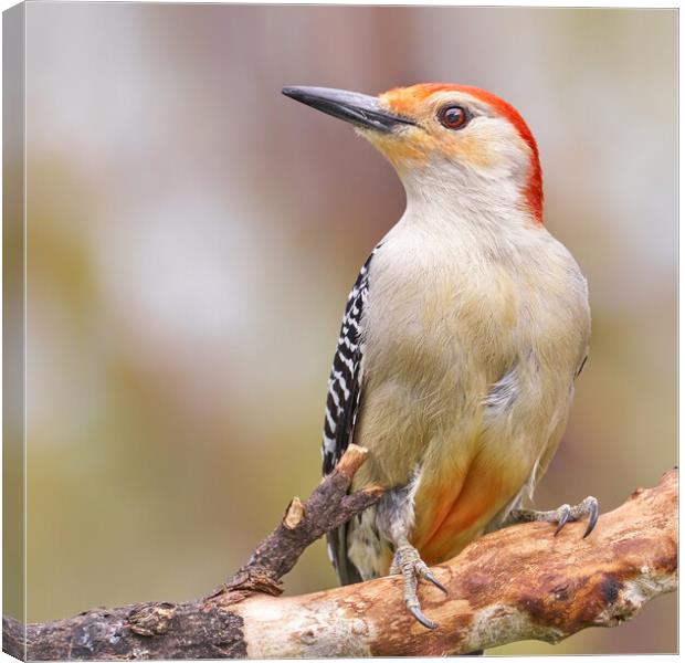 Male Red Bellied woodpecker Canvas Print by Jim Hughes