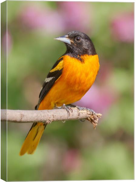Male Baltimore Oriole arriving in Minnesota in the spring Canvas Print by Jim Hughes