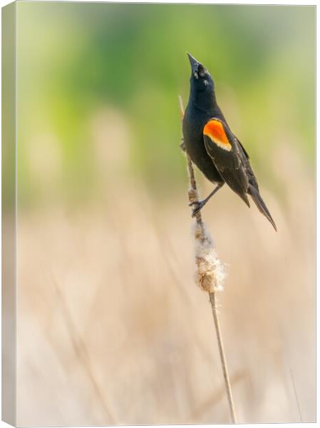 Male Red-winged Blackbird in a Minnesota wetland Canvas Print by Jim Hughes