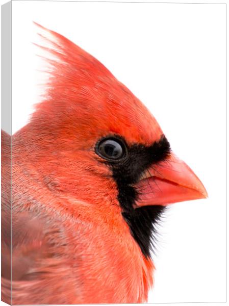 Cardinal Profile Canvas Print by Jim Hughes