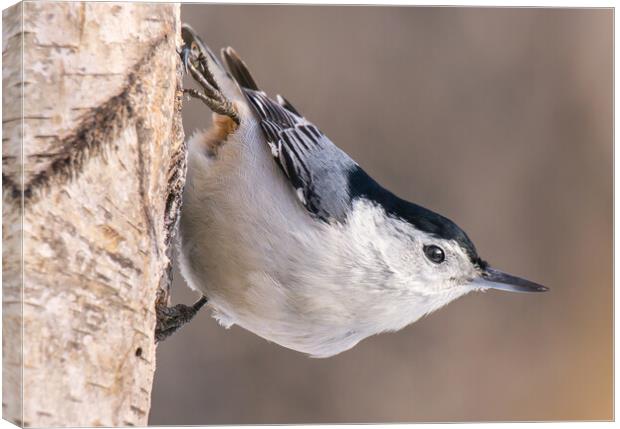 White-breasted Nuthatch Canvas Print by Jim Hughes