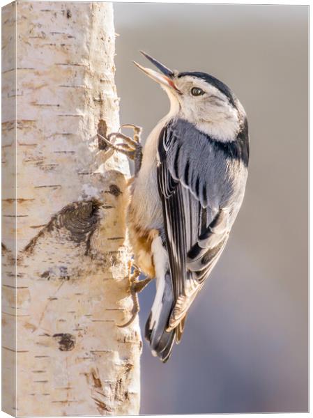 White-breasted Nuthatch Canvas Print by Jim Hughes