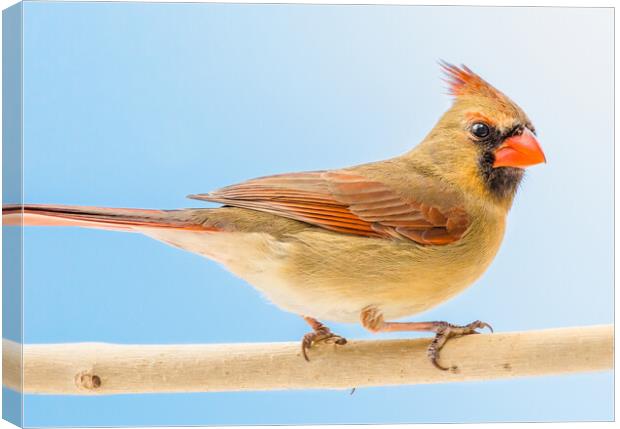 Female Cardinal Canvas Print by Jim Hughes