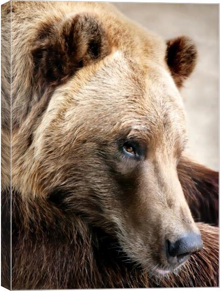 Alaskan Brown (grizzly) bear Canvas Print by Jim Hughes