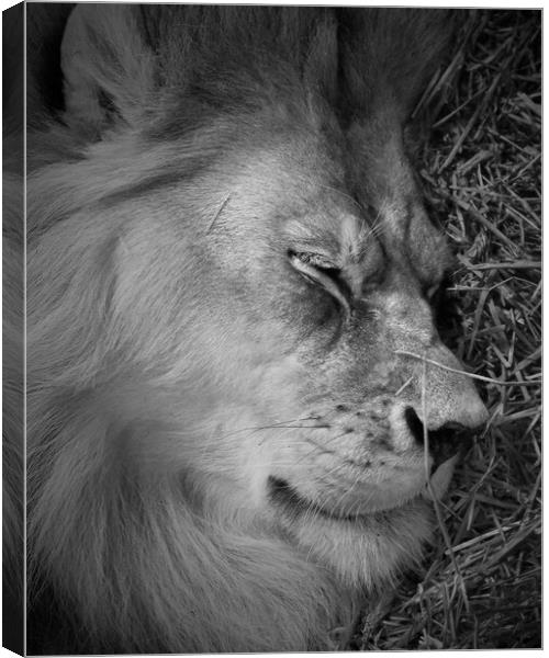 Sleeping Lion Canvas Print by Jim Hughes
