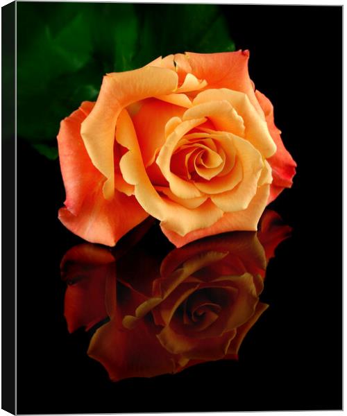 Reflected Rose Canvas Print by Jim Hughes
