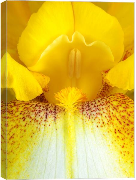 Yellow Iris Canvas Print by Jim Hughes