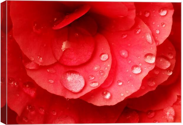 Raindrops on red begonia Canvas Print by Jim Hughes