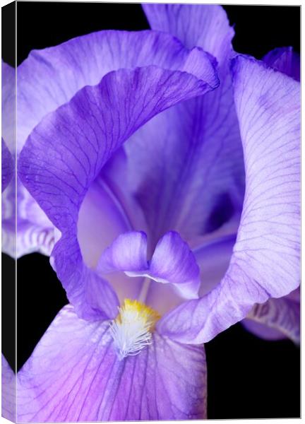 Purple Iris Canvas Print by Jim Hughes