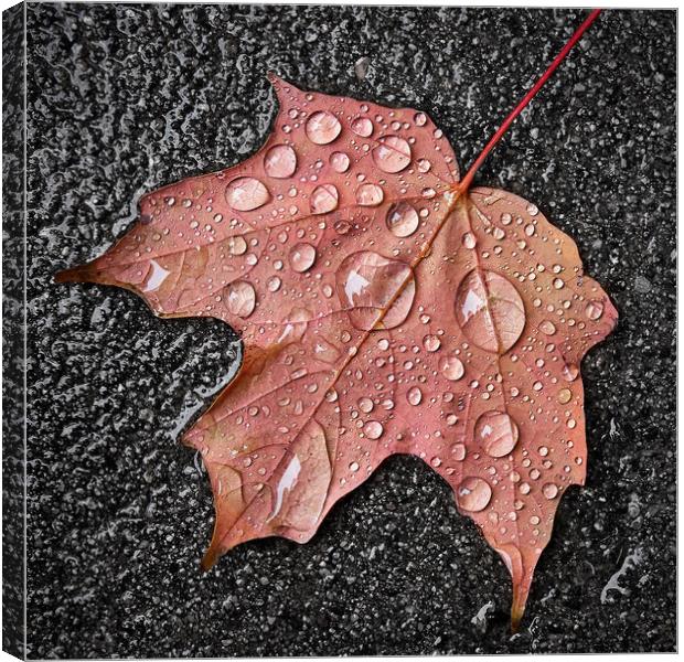 Maple leaf in the rain Canvas Print by Jim Hughes