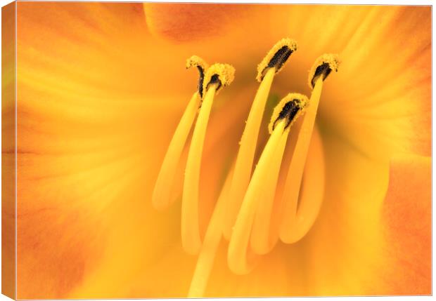 Center of a Daylily Canvas Print by Jim Hughes