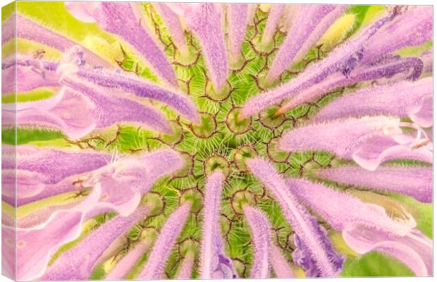 Flower interior, Wild Bergamot or  Bee Balm Canvas Print by Jim Hughes
