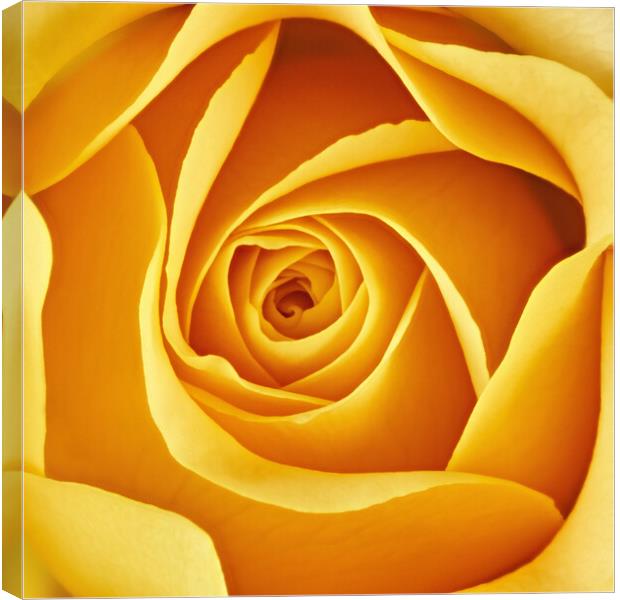 Center of a yellow rose Canvas Print by Jim Hughes