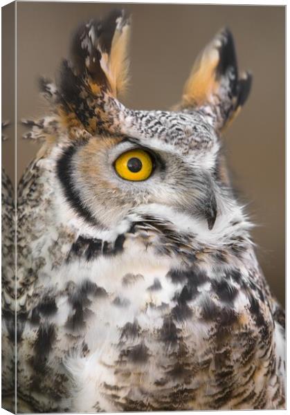 Great Horned Owl Canvas Print by Jim Hughes