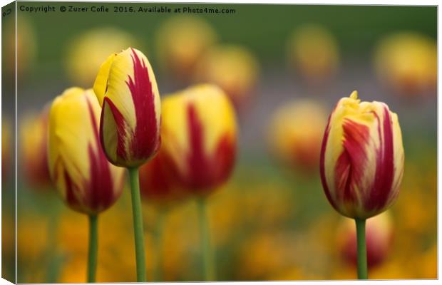 Tulips In A Field Canvas Print by Zuzer Cofie