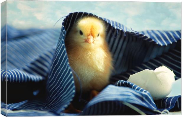 Little chick   Canvas Print by Tanja Riedel