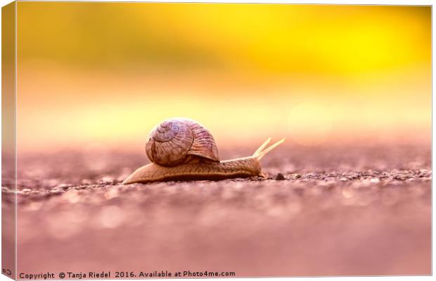 Snail's pace on the road  Canvas Print by Tanja Riedel