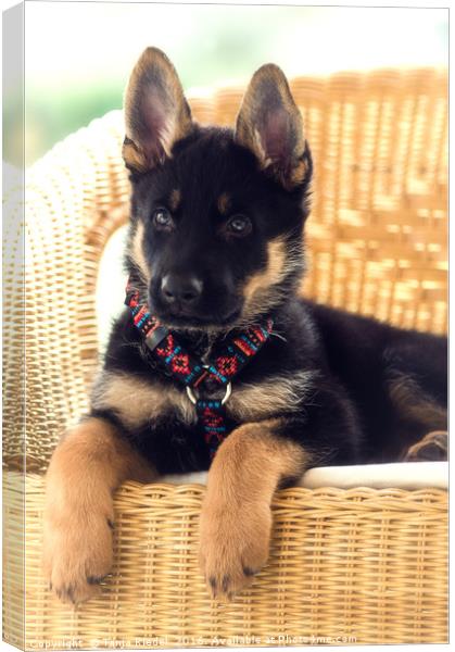 German Shepherd puppy Canvas Print by Tanja Riedel