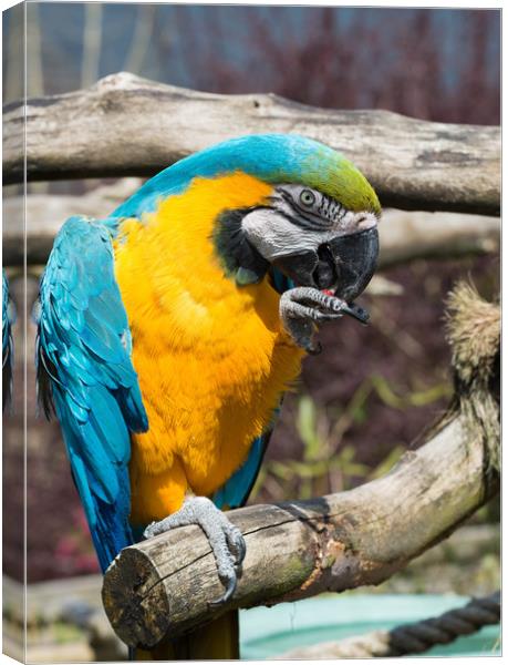 Parrot Canvas Print by Tony Bishop