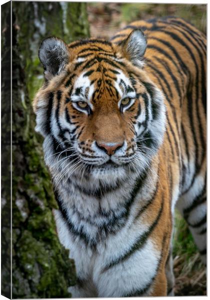 Amur Tiger Canvas Print by Tony Bishop