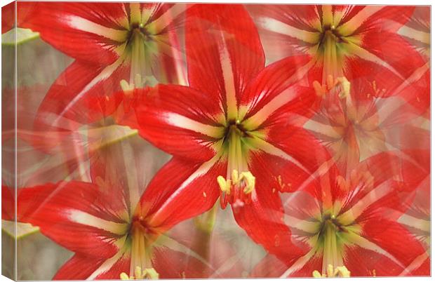 Double, Triple take Canvas Print by Stacey Cook