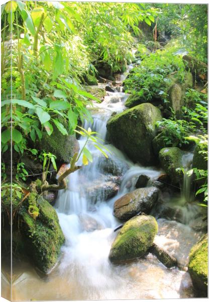 Himalayan stream Canvas Print by rob solomon