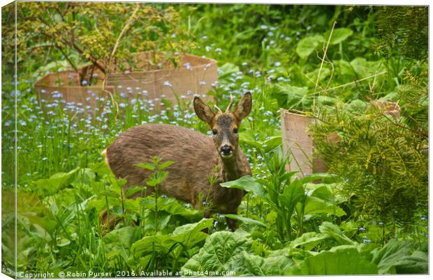 Deer in the Garden Canvas Print by Robin Purser